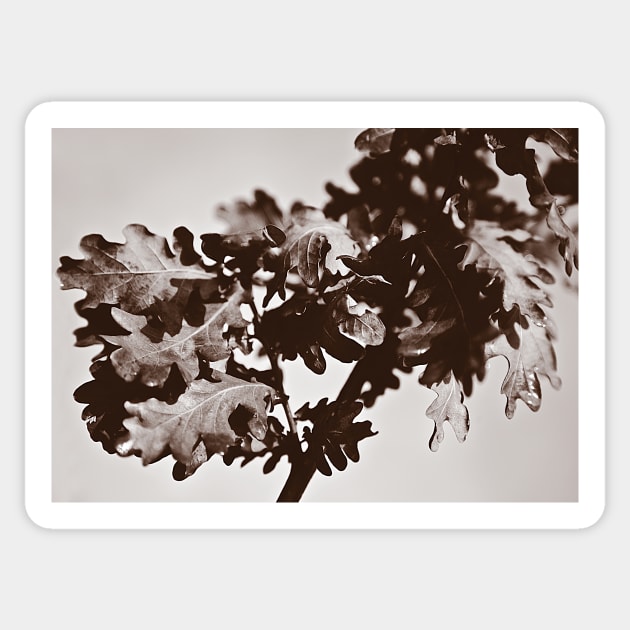 ‘Oak Leaf Cluster’ - a sepia-treated image Sticker by sleepingdogprod